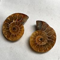 Pair of sliced ammonite fossils showing polished faces and spiral chambers
