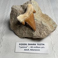 Front view of Lamna shark tooth in matrix with identification label