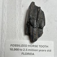 Overall view of fossilized horse tooth with identification card