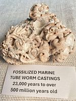 Front view of fossilized marine tube worm casting with information card