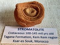 Fossil with identification label indicating stromatolite, Cretaceous 100-145 mil. yrs, Tagana Formation, Kem Kem region, Ksar-es Souk, Morocco
