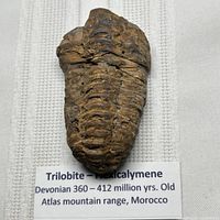 Top view of Flexicalymene trilobite fossil with identification label