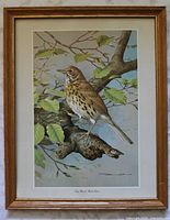 Full view of framed Song Thrush print