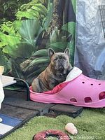 Dog sitting inside pink Sasquatch bed showing scale