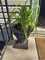 Glossy black resin urn planter with live plant on concrete step