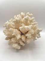 Full view of coral specimen showing branching structure