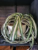 Full view of artificial variegated spider plant in plastic pot