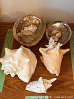 Two abalone shells, coral fragment, small clam shells, two large spiral shells and medium shell fragment on wooden surface