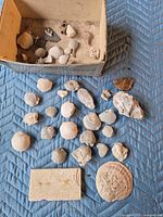 Overview of box and spread of fossilized shells and limestone pieces on quilted surface