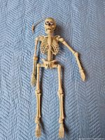 Full view of articulated plastic skeleton laid flat on surface