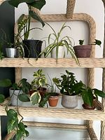 Group of assorted potted houseplants on shelf