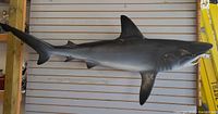 Full side view of shark wall mount on slat wall