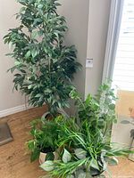 Overall view of five faux plants grouped by window