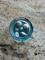 Top view showing six embedded seashells within clear resin