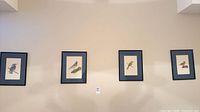 All four framed bird watercolors mounted on wall