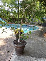Full view of potted tree beside pool