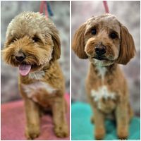 Side-by-side before and after images of a groomed dog