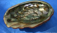 Iridescent interior of abalone shell showing size and condition