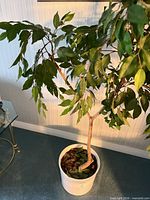 Full view of artificial ficus tree in white planter