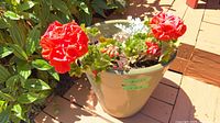 Planter pot on deck showing overall view with red geranium blooms