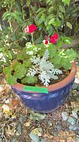 Planter showing plants and size tag