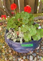 Planter pot with flowering plants, top view showing pot size label