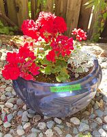 Top view of blue planter pot with red geraniums and dusty miller