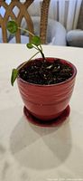Full view of plant in red pot with saucer