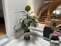 Full view of plant in planter on stand near staircase