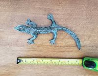 Top view showing full gecko and tape for scale