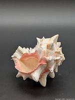 Side view showing spined exterior and pink interior