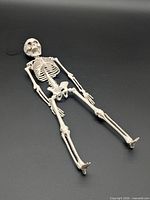 Entire skeleton ornament laid flat showing full length