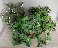 Ivy plant in wicker basket with variegated foliage stem beside it