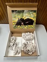 Open cardboard box with four plaster footprint casts and bear photo on lid