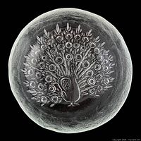Top view showing peacock motif and overall form