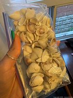Bag of natural seashells held in hand, front view