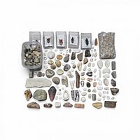 Overview of entire collection laid out including insect cases, stones, fossils, shells, bag and tub