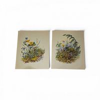 Both botanical prints side by side