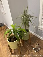two ceramic planters with dracaena plants on wooden stands