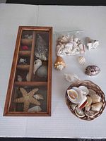 Full lot showing display box, bag of shells, wicker basket and loose shells