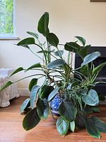 Full view of philodendron in planter