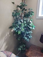 Full view of artificial ficus tree in corner demonstrating height and pot