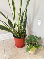 Overall view of both potted plants