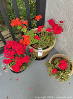 Three glazed ceramic pots with blooming geraniums on patio floor