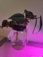 Full view of Philodendron micans cutting in mason jar under grow light