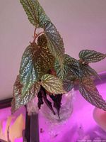 Overall view of polka dot begonia in jar, spotted leaves visible