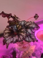 Close view of silver-patterned Rex Begonia leaf