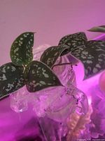 Cutting with variegated leaves emerging from jar under grow light