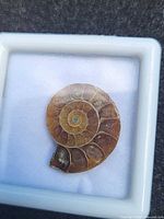 Front view of ammonite fossil inside white display box
