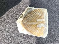 Top view of trilobite fossil on shale matrix